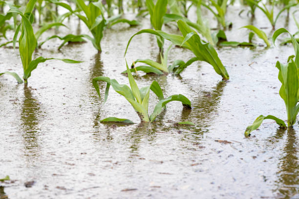 Cornfield flooding from heavy rains and storms in the Midwest. Concept of flooding, weather and crop damage from standing water in farm field sunny, no people, closeup, agriculture scene crop yield stock pictures, royalty-free photos & images