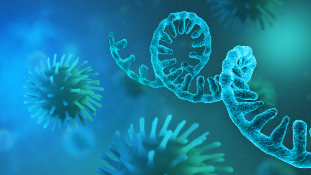RNA Coronavirus - microscopic view of infectious SARS-CoV-2 virus cells stock photo