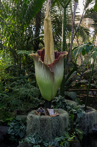 Corpse Flower In New York Botanical Garden Stockfoto Und Mehr