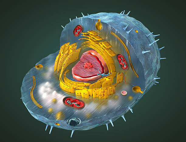 Correct illustration of the internal structure of a human cell stock photo