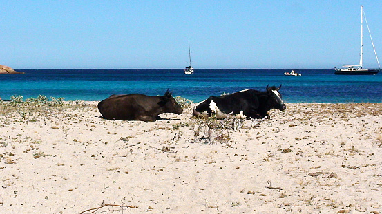 corsican cows on the beach of the mediterranean sea