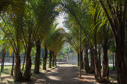 Sao Paulo, SP, Brazil - June 26, 2021: Horizontal framing of the central trail of the Tucuruvi Lions Club Park, flanked by palm trees and multi-sports courts in the background.