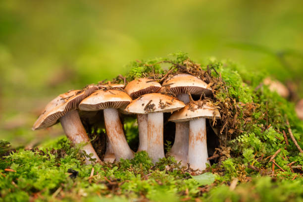 Cortinarius - Inedible fungus Inedible fungus grows in forests Central Europe, Cortinarius fungus stock pictures, royalty-free photos & images