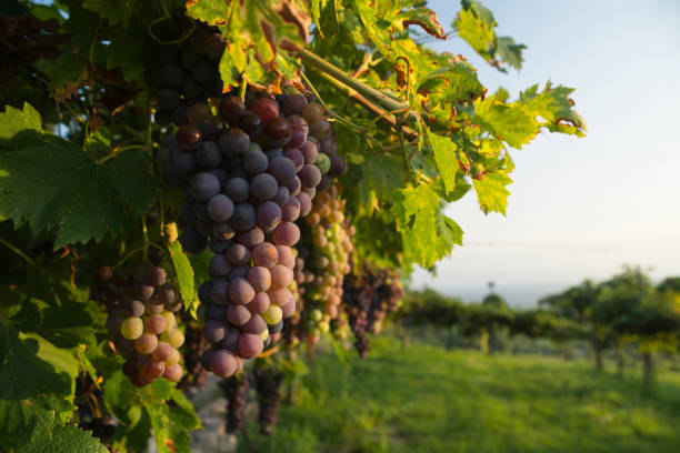 Corvina Veronese grapes on a vine in a vineyard in the Valpolicella area north of Verona in Italy illuminated by warm sunlight stock photo