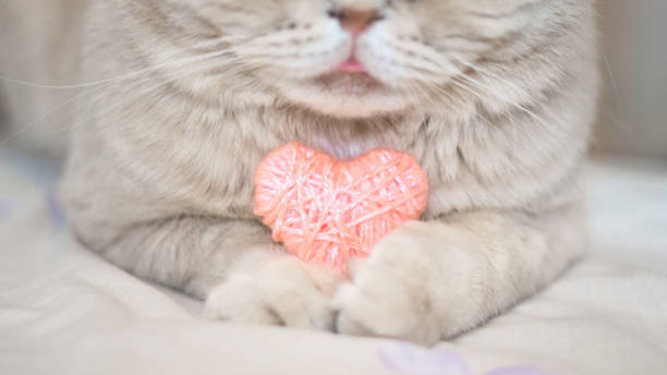 Cosiness, love, Valentine's Day concept. Pink heart in the paws of cat close up. The Scottish cream tabby cat with pink heart in paws. selective focus Cosiness, love, Valentine's Day concept. Pink heart in the paws of cat close up. The Scottish cream tabby cat with pink heart in paws. selective focus cat valentine stock pictures, royalty-free photos & images