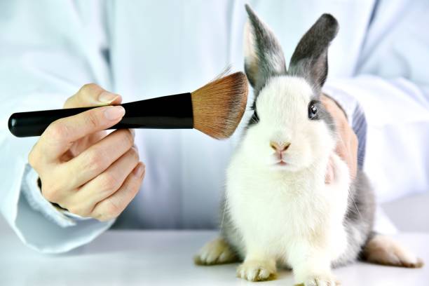 Cosmetics test on rabbit animal, Scientist or pharmacist do research chemical ingredients test on animal in laboratory, Cruelty free and stop animal abuse concept. stock photo