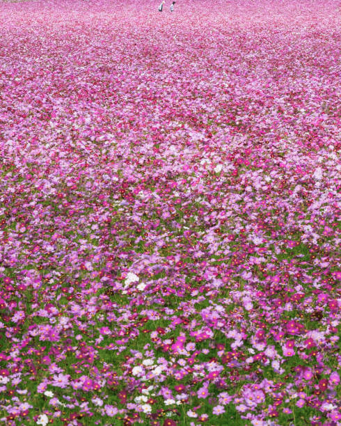 Cosmos fills the whole field stock photo
