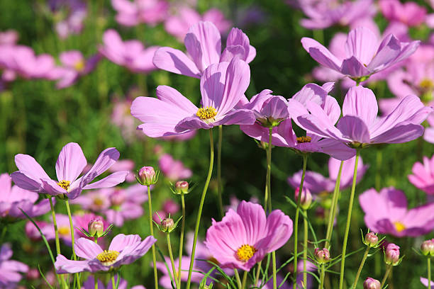 cosmos flower blossom in grass. stock photo