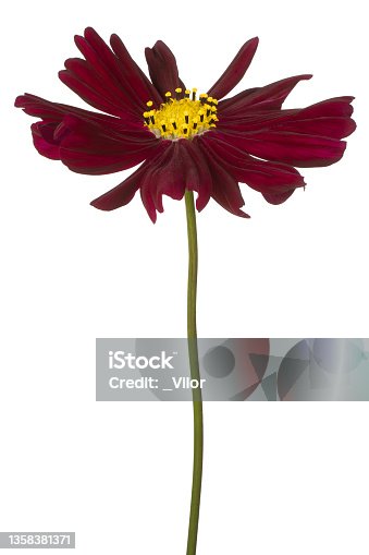 istock cosmos flower isolated 1358381371