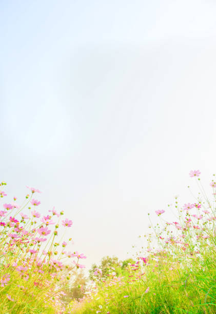 코스모스 꽃 밭에 푸른 하늘 배경 - 세로 구도 뉴스 사진 이미지