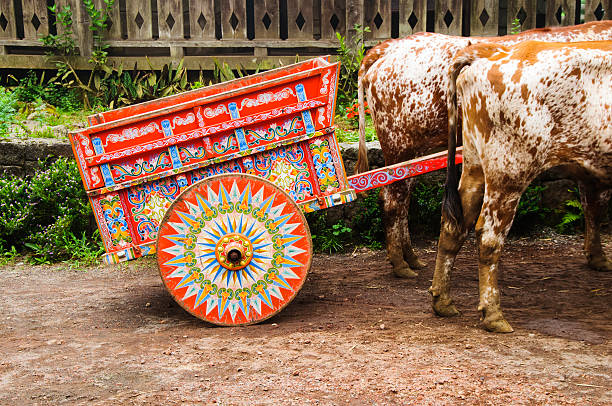 Costa Rican Oxen stock photo