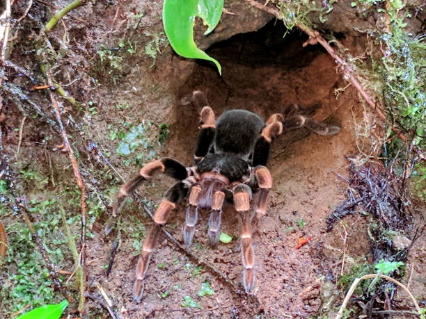 Costa Rican Redleg Tarantula in its burrow in Monteverde Cloud Forest stock photo
