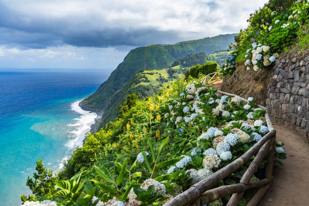 Costal path with Hydrangeas, Sao Miguel, Azores, Portugal Costal path with Hydrangeas, Sao Miguel, Azores, Portugal acores stock pictures, royalty-free photos & images