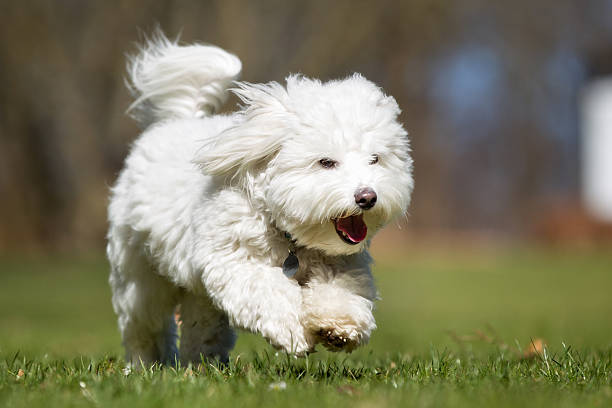 Coton de Tulear dog running outdoors in nature stock photo