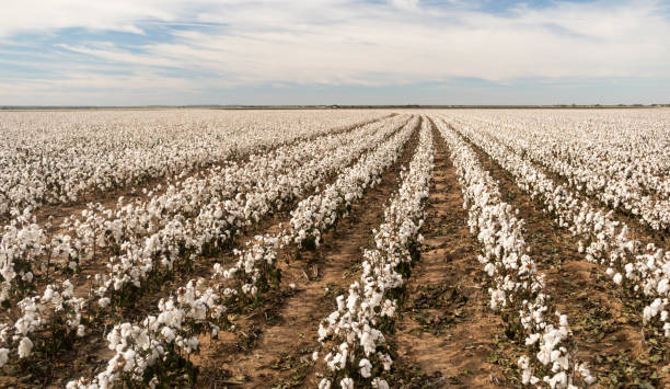 Cotton Boll Farm Field Texas Plantation Agriculture Cash Crop Cotton plants appear in neat rows on a Texas plantation cotton stock pictures, royalty-free photos & images