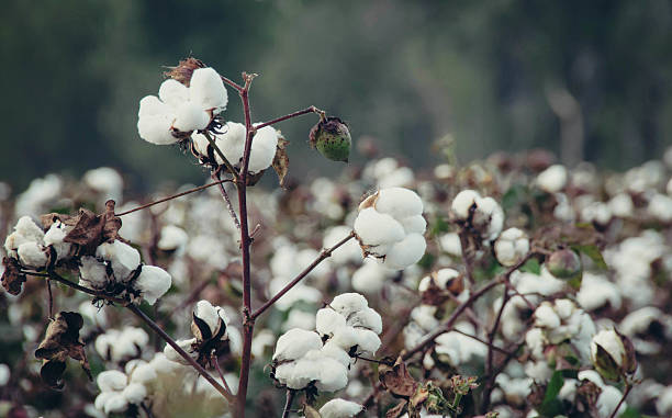 Best Cotton Plant Stock Photos, Pictures & Royalty-Free Images - iStock