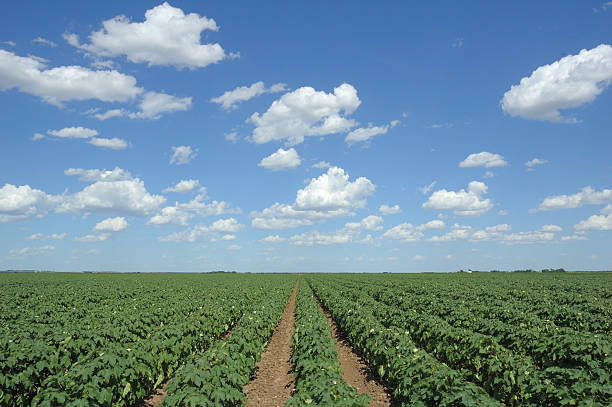 Cotton Field and Clouds stock photo
