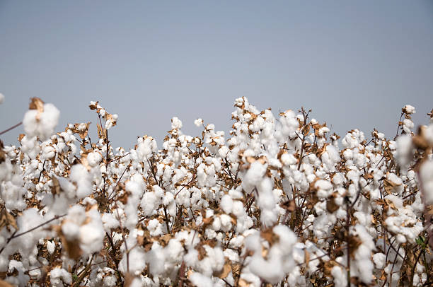 Cotton field stock photo