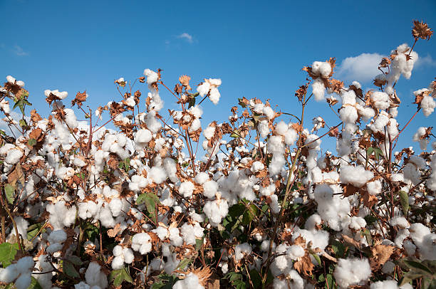 Cotton Field stock photo