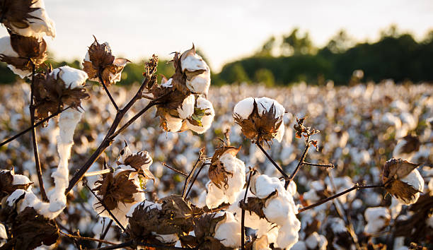 campo de algodão - algodão imagens e fotografias de stock