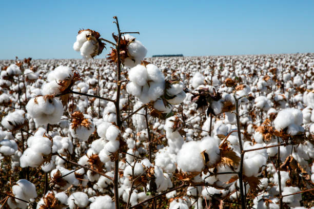 cotton fields ready to be harvested - algodão imagens e fotografias de stock