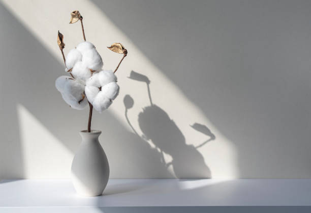 Cotton flower plant in ceramic vase in white desk or shelf. Shadows and silhouettes on the wall during sunny day. Floral room decoration. stock photo