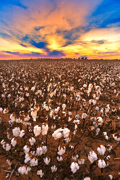 Cotton in field at sunset ready for harvest stock photo