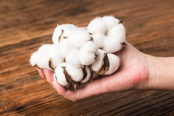 Cotton on a wooden background stock photo