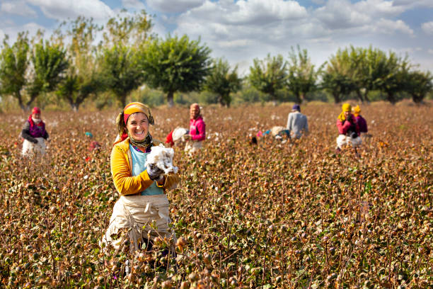 Cotton Pickers, Samarkand, Uzbekistan Samarkand, Uzbekistan - October 13, 2018: Local women picking cotton in the agricultural fields outside of Samarkand, Uzbekistan uzbekistan stock pictures, royalty-free photos & images