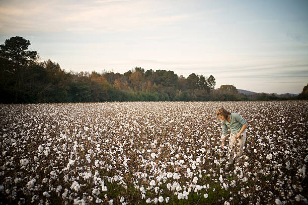 Cotton Picking stock photo