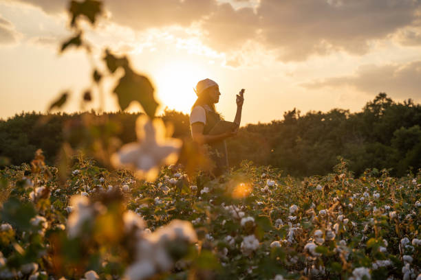 cotton picking season. blooming cotton field, young woman evaluates crop before harvest, under a golden sunset light. - technology picking agriculture imagens e fotografias de stock