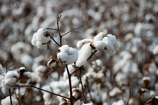 Cotton stock photo