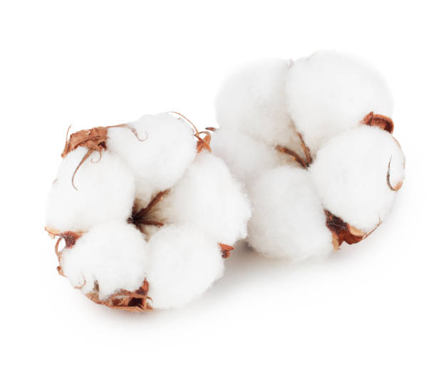 cotton plant flowers isolated on white background - algodão imagens e fotografias de stock