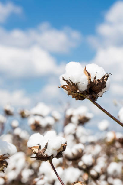 cotton plant in a louisiana field - algodão imagens e fotografias de stock