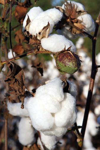 Cotton Plants Stock Photo - Download Image Now - iStock