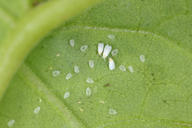 Cotton whitefly (Bemisia tabaci) adults and pupae on a cotton leaf underside stock photo