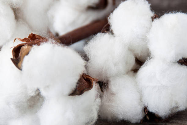 Cotton wool close up against wooden background stock photo