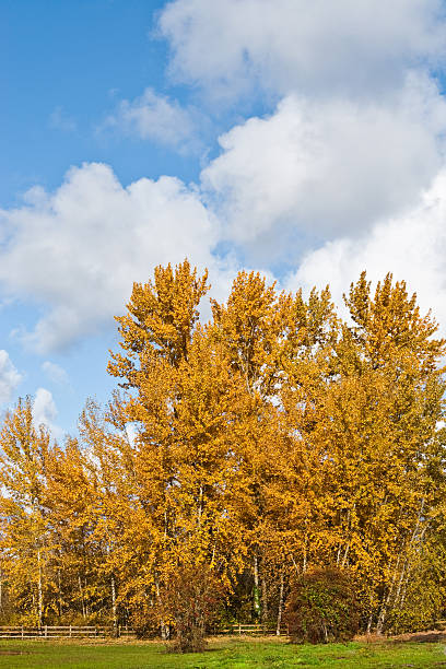 Fall Colors and Puffy Clouds Cottonwood trees in the Pacific Northwest often shed their foliage in the fall without turning color. This tree held its leaves well into November one year, giving them a chance to turn color when the weather cooled off. This scene with the gold leaves was photographed in Edgewood, Washington State, USA. jeff goulden agriculture stock pictures, royalty-free photos & images