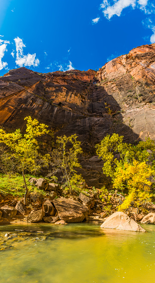 Cottonwood trees with vibrant foliage on the sandy shore of the Virgin River in the steep red walled canyon of Zion National Park, Utah.