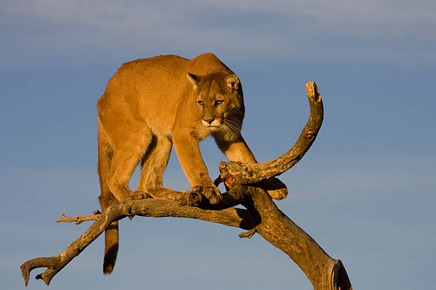 Best Wild Cougar Stock Photos Pictures And Royalty Free Images Istock