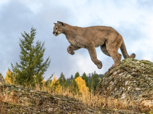 Cougar Jumping in Natural Autumn Setting Captive A captive Mountain Lion jumping between to large rocks. A game farm in Montana, with animals in natural autumn settings. animals in captivity stock pictures, royalty-free photos & images