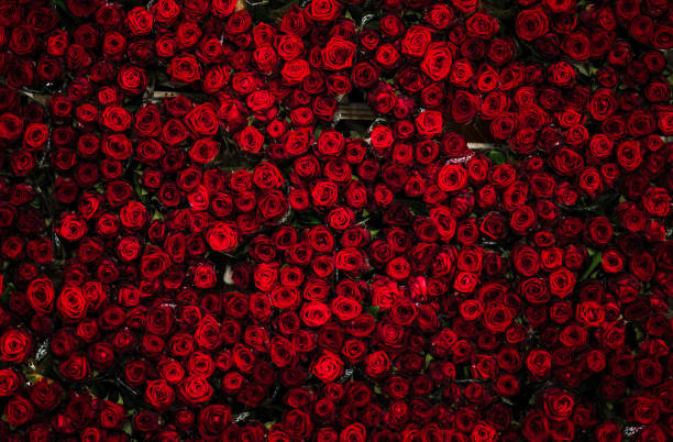 unzählige dutzende von wunderschönen roten rosen auf einem blumenwagen, von oben gesehen, auf einer blumenauktion - rose stock-fotos und bilder