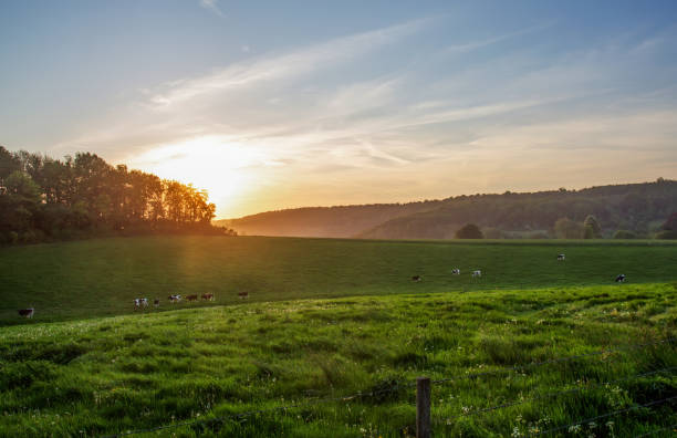 land idylle in normandië - evening sun meadow stockfoto's en -beelden
