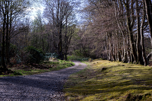 Country lane through woodland on a sunlit spring morning