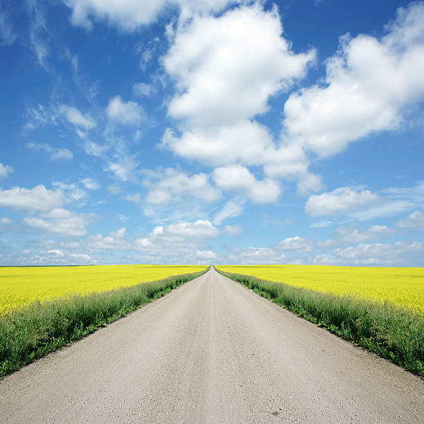XXXL country road and canola country road with yellow canola rapeseed fields and bright sky, square frame (XXXL) diminishing perspective stock pictures, royalty-free photos & images