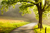 istock Country Road at Dawn 500891249