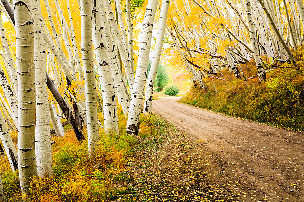 country road through canopy of autumn aspen trees country road through canopy of autumn aspen trees aspen tree stock pictures, royalty-free photos & images