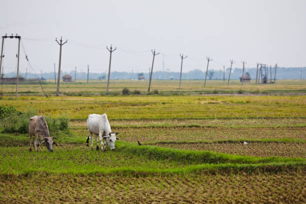 Countryside of Bengal in India and cattle grazing on paddy fields stock photo