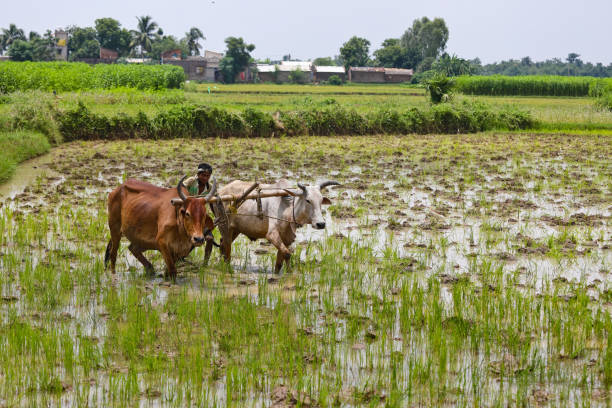 Countryside of Bengal in India paddy cultivation using bulls stock photo