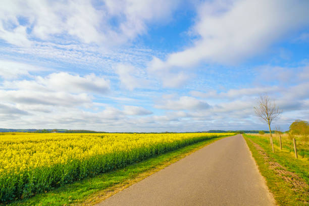Countryside road with a yellow blooming canola field stock photo